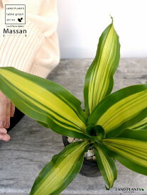 楽天市場 観葉植物 ドラセナ マッサンの通販