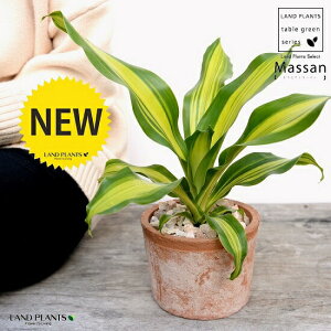 hZii}bTFȂj F X|bg V_[^ 픫iVRӐ΁j }bTQAi K̖ V}Zl{NA  f eRb^  uE  ی` ϗtA A