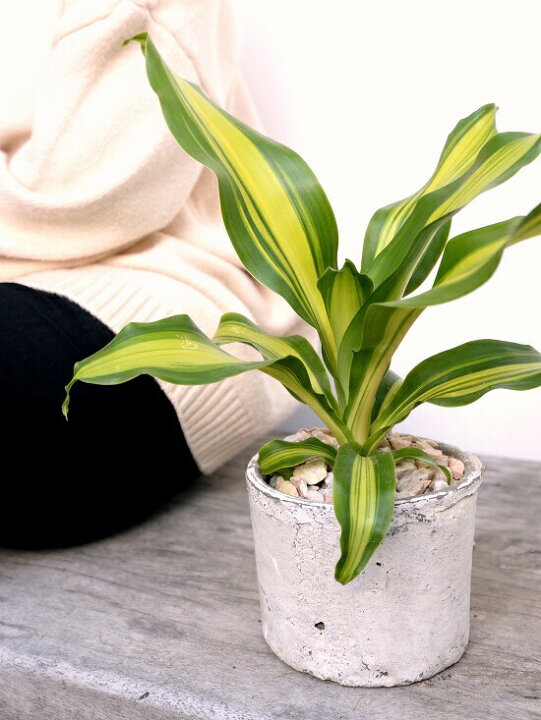 観葉植物 珍しい幸福の木 9号 Zタイプ ジェレ ドラセナ ホワイト陶器鉢 最大96 オフ ドラセナ 観葉植物 珍しい幸福の木 9号 Zタイプ ジェレ ドラセナ ホワイト陶器鉢 最大96 オフ ドラセナ