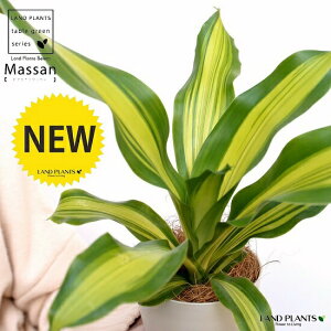 yz hZii}bTFȂj 4 F vX`bNiRRt@Co[j }bTQAi K̖ V}Zl{N A c c v v ϗtA  zCg 4