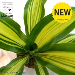 観葉植物 ドラセナ マッサンゲアナの通販 価格比較 価格 Com