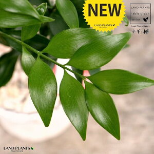 iMF F X|bg V_[^ 픫iVRӐ΁j iM̖  FOR _ A  f eRb^  zCg ݃J[  ی`  ĕJ[h