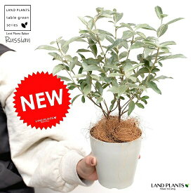 楽天市場 オリーブ 苗木 種類 植物 ユーカリ の通販