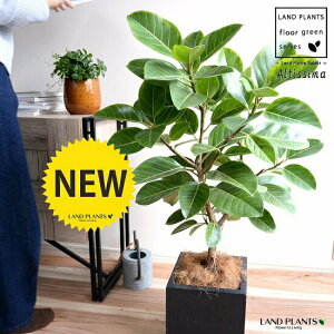 アルテシーマ(自然樹形) ブラック ファイバー キューブ型 陶器鉢(受皿付き)(ココヤシファイバー) フィカスアルテシーマ フィカス ゴムノキ ゴムの木 ゴム3大人気フィカス 鉢植え 鉢