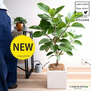 アルテシーマ(自然樹形) 白色 ファイバー キューブ型 陶器鉢(受皿付き)(ココヤシファイバー) フィカスアルテシーマ フィカス ゴムノキ ゴムの木 ゴム3大人気フィカス 鉢植え 鉢 陶器