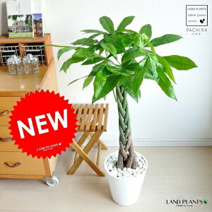 pLi5{ҍ݁j F ZA[g 8 A lWlW  ANAeBJ j Vzj JƏj 蕨 v[g  CeA