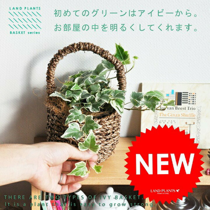 楽天市場】ヘデラ（アイビー） 可愛い 取っ手付き バスケットセット