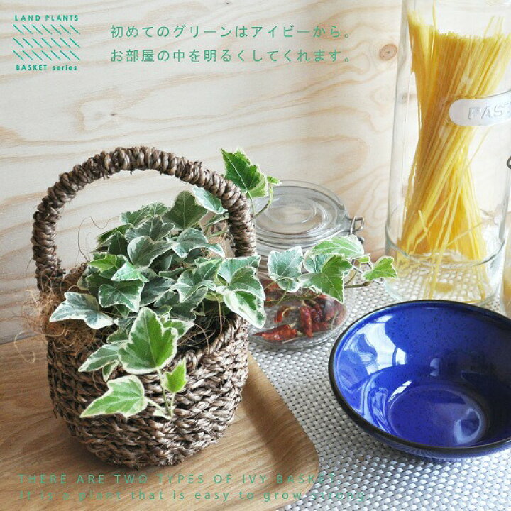 楽天市場】ヘデラ（アイビー） 可愛い 取っ手付き バスケットセット 