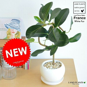 観葉植物 フランスゴムの木の人気商品 通販 価格比較 価格 Com 観葉植物 フランスゴムの木の人気商品 通販 価格比較 価格 Com