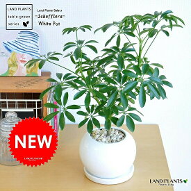 シェフレラ（緑葉：コンパクタ） 白色 丸型 陶器鉢 小葉の品種 カポック シェフレラコンパクタ 香港 ホンコンカポック 観葉植物