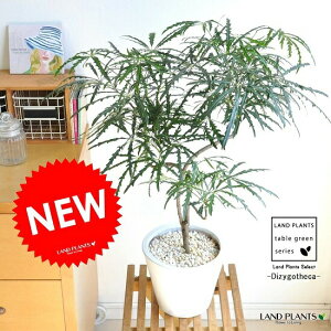 AAiȂj F ^Eh 픫 fBWSZJyyMt_̂zyyMt_̂zyyMt_bZzyyMt_bŹz~WoAA@mRMcf@E؁@V