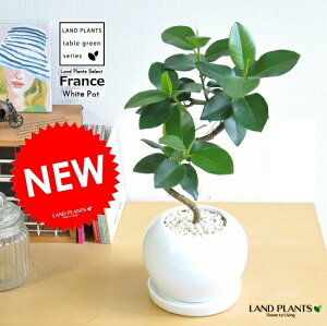 フランスゴム(Sカーブ曲がり) 白色 丸形 陶器鉢 曲がり樹形の フィカスルビギノーサ【楽ギフ_のし】【楽ギフ_のし宛書】【楽ギフ_メッセ】【楽ギフ_メッセ入力】 フランスゴムの木