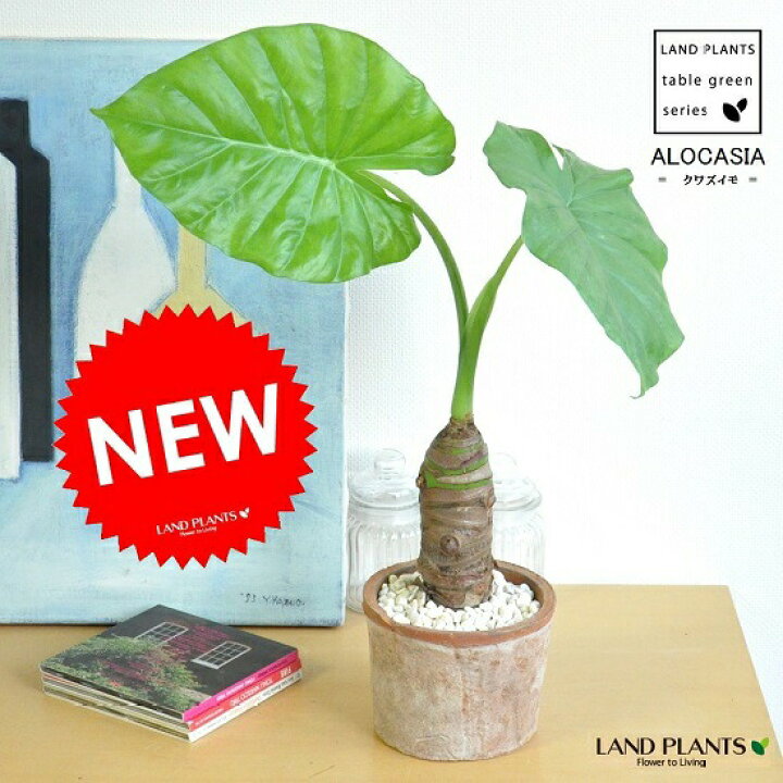 楽天市場 クワズイモ 出世芋 茶色 モスポット シリンダー型 テラコッタ アロカシア オドラ テラコッタ鉢 Moss Pot 芋 アローカシア サトイモ 出世芋 アジアングリーン トトロ 傘 食わず芋 クワイズモ 観葉植物 送料無料 ランドプランツ