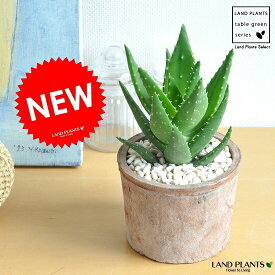 楽天市場 観葉植物 アロエ 種類 植物 アロエ の通販