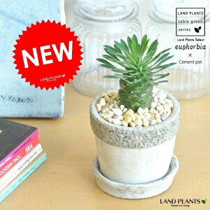 Ai\ecLFSj Ζ͗l̃Zg|bg STCY 픫 [tHrA@pCibvR[@yyMt_bZzyyMt_bŹzϗtA@픫@hS@Kr