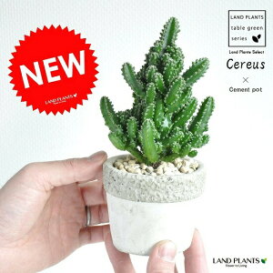 �����A���i�Z���E�X�j �Ζ͗l�̃Z�����g�|�b�g S�T�C�Y ���픫 �T�{�e�� �~�j�T�{�e���@�d���g���z������@�d���g�T�{�e���@�����A���@�y�y�M�t_���b�Z�z�y�y�M�t_���b�Z���́z�ϗt�A��