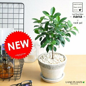 観葉植物 石の人気商品 通販 価格比較 価格 Com