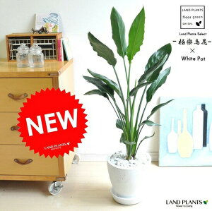 �X�g�����`�A�E���M�l�i�Ɋy���ԁj ���F �G�b�O�^ ���E���h���픫 �X�g���`�A���M�l�@�S�N���N�`���E�J �A�W�A���O���[���@�I�[�K�X�^�@�h�V�̓��@�|�C���g�����@�ϗt�A��