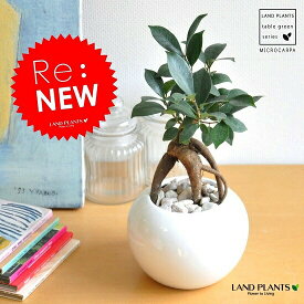 楽天市場 プレゼント 男性 観葉植物 花 観葉植物 花 ガーデン Diyの通販 楽天市場 プレゼント 男性 観葉植物 花 観葉植物 花 ガーデン Diyの通販