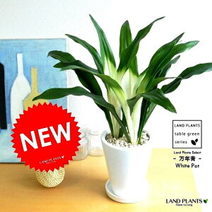 鉢 万年青の人気商品 通販 価格比較 価格 Com