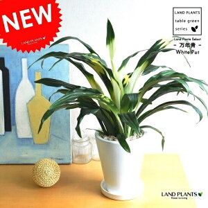 NFIgiƁj F X^ g[픫 _IgyAؔύX g[EhŔ[iz LcƁ@ji@NRohdea japonicaXY@Ɓ@g@