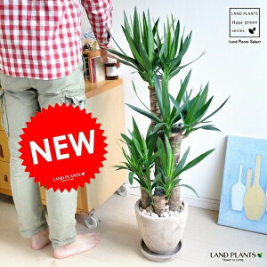 N̖ hZiibJj F GbO^ Eh 픫 hZibJ@yzhZiEbJ@jԁ@bJEGt@eByXiYucca elephantipesj@hV̓@|C