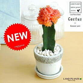 楽天市場 電磁波 サボテンの通販