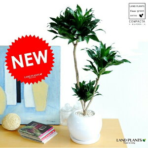 観葉植物 ドラセナ コンパクタの人気商品 通販 価格比較 価格 Com 観葉植物 ドラセナ コンパクタの人気商品 通販 価格比較 価格 Com