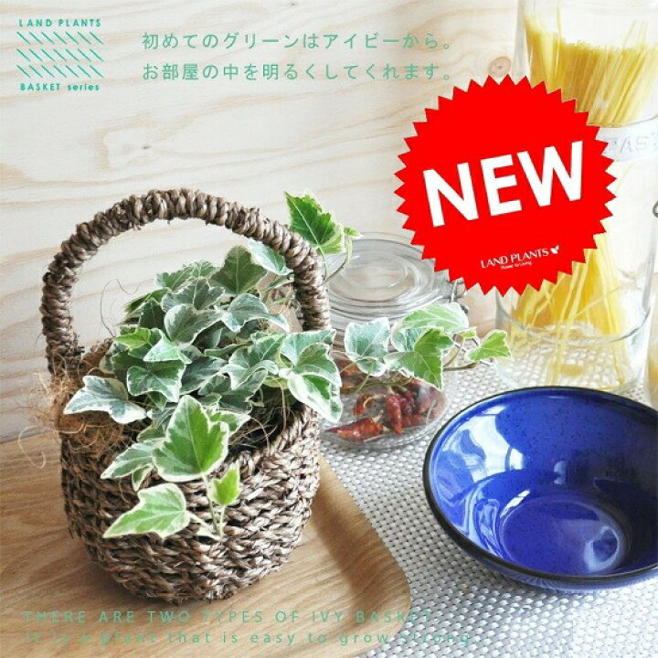 楽天市場】ヘデラ（アイビー） 可愛い 取っ手付き バスケットセット 