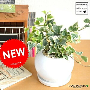 yIׂށz ACr[iwfj F ی^ 픫 t@Ηt c@ϗtA@A@@Ӂ@