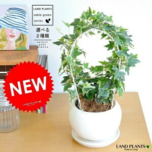 観葉植物 アイビー ヘデラの人気商品 通販 価格比較 価格 Com