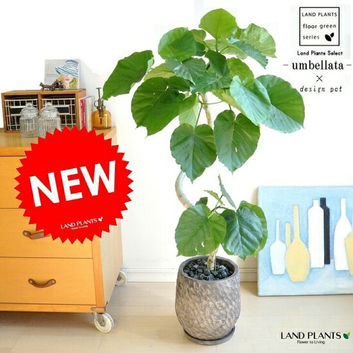 楽天市場 ウンベラータ 3dカーブ曲がり チャコールデザインポットに植えた フィカスウンベラータ 美しい樹形 お引越し祝いに大人気 曲げ方 8号 ウランベータ 日傘 ハートリーフ ゴムノキ ゴムの木 ウンベラーダ ランドプランツ