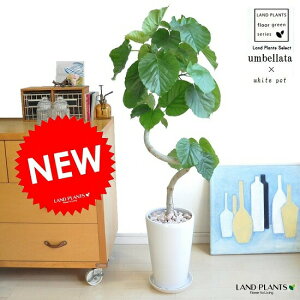 Ex[^i3DJ[uȂj F X픫 ysN΁EMEĕz tBJXEx[^ `@8@zjɑlC@ȂEEx[^@P@n[g