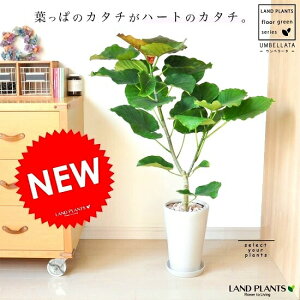 ウンベラータ(自然樹形) 白色 スリム型 陶器鉢(天然石:ピンク)  ハートリーフ ウランベータ 日傘 ウエルカムディスプレー ゴムノキ ゴムの木 ウランベータ ウンベラーダ