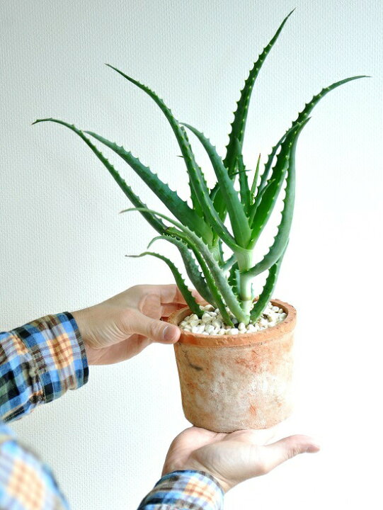 激安店舗 観葉植物 ギフトに フレンチブリキポット キダチアロエ 木立アロエ 5号鉢植え Flyingjeep Jp