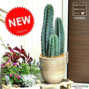 柱サボテン 観葉植物の人気商品 通販 価格比較 価格 Com