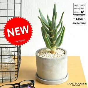 アロエ 苗の人気商品 通販 価格比較 価格 Com