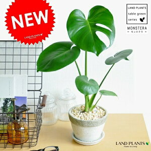 Xe Ζ͗l̃Zg|bg MTCY 픫 fLITEP (zECVE)@X^[@tBhzEegXy}@TgCJY@zECVE@fVI