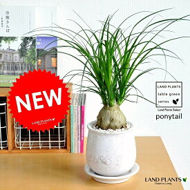 楽天市場 観葉植物 ポニーテールの通販