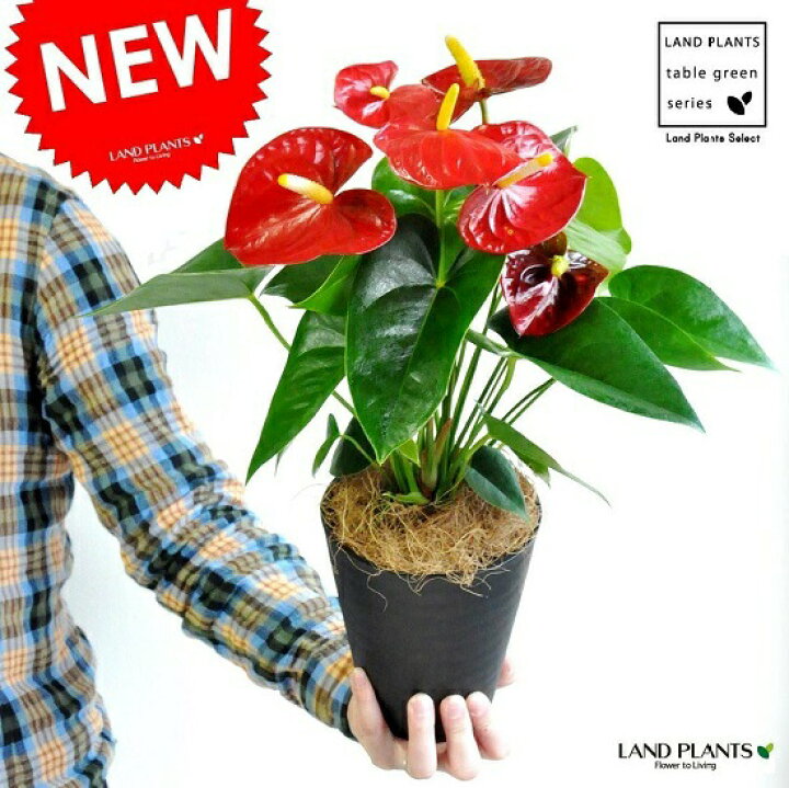楽天市場 New アンスリューム 真赤な花付き観葉植物 黒色セラアート鉢 受皿付き ５号サイズ アンスリウム アンス ロイヤルチャンピオン敬老の日 ポイント消化 観葉植物 ランドプランツ