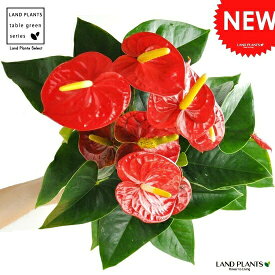 楽天市場 アンスリウム 白の通販