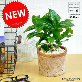 コーヒーの木 （茶色）モスポット シリンダー型 テラコッタ 【黄色小石・育て方】 コーヒーノキ 鉢植え 苗 苗木 観葉植物 送料無料 茶 ブラウン オレンジ 丸 ラウンド 陶器 陶器鉢 素焼 送料無料 MOSSPOT