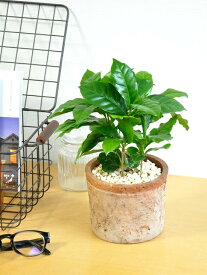 コーヒーの木 （茶色）モスポット シリンダー型 テラコッタ 【黄色小石・育て方】 コーヒーノキ 鉢植え 苗 苗木 観葉植物 送料無料 茶 ブラウン オレンジ 丸 ラウンド 陶器 陶器鉢 素焼 送料無料 MOSSPOT