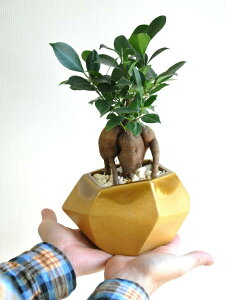 ガジュマル(幹太タイプ) イエロー ポリゴン型 多角形 陶器鉢 【黄色小石・受皿・育て方】 がじゅまる 多幸の樹 精霊が宿る木 鉢植え 鉢 苗 苗木 黄 黄色 丸 ラウンド 観葉植物 送料無料