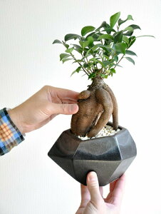 KW}i^Cvj ubN |S^ p` 픫 |S^yF΁EMEĕz ܂ K̎ 삪h A  c c  F  Eh ϗtA 