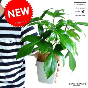 �y�������z ���b�R�J�Y���i�z���F�t�����_�j 4�� �v���X�`�b�N�� 1�� �y�R�R�t�@�C�o�[�z �t�B���f���h���� ������� �g���b�R�J�Y�� �z �z���� Philodendron �eFlorida�f