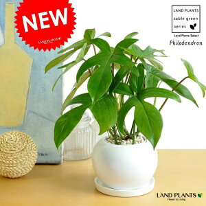 bRJYizFt_j F ی^ 픫 1 yMEF΁z tBfh  gbRJY z z Philodendron eFloridaf