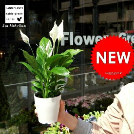 【お試し】 スパティフィラム 4号 白色 プラスチック鉢 白の美しい花を咲かせる観葉植物　table green series　Spathiphyllum　敬老の日　ポイント消化　観葉植物