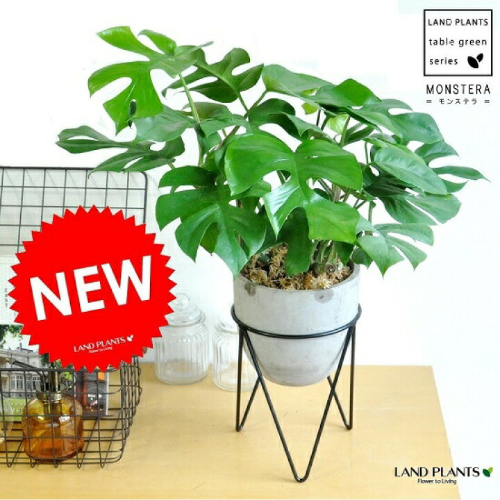楽天市場 ヒメモンステラ アイアンスタンドセットの セメント陶器鉢 ミニモンステラ アダンソニー ペルツ サ 姫モンステラ ゼロスタンド ラフィドホラ テトラスペルマ サトイモカズラ属 ホウライショウ属 デリシオサ デリシオーサ ランドプランツ