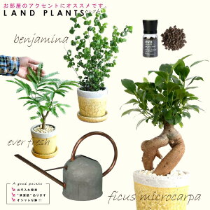 �y�Z���N�g�ϗt 5�_�Z�b�g�{��M3���z �E�K�W���}�� �₳�����F�������픫 1�_ �E�o���b�N �₳�����F�������픫 1�_ �E�G�o�[�t���b�V�� �₳�����F�������픫 1�_ �Eevo�A�����C�엿 1�_ �E